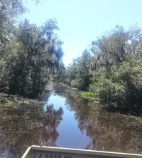 Our beautiful swamps and bayous