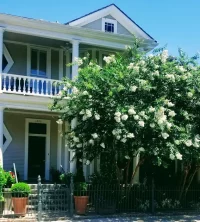 Enjoy the smells of New Orleans with these beautiful blooming magnolia trees.